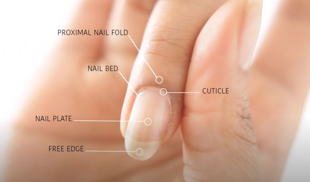 Cutting Your Cuticles at Home